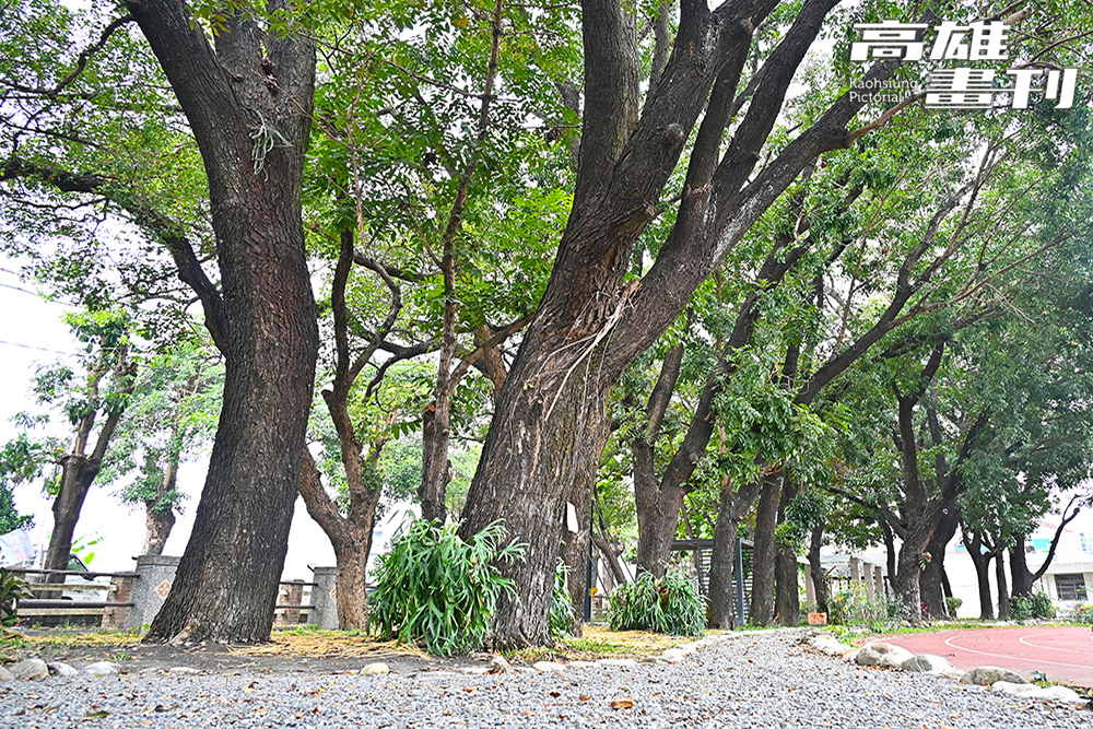 溪寮國小西側50多年樹齡的桃花心木夾道林立，是校園美感環境改造計畫的重點角落。(攝影/Carter)
