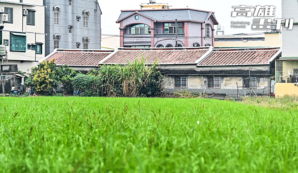 校園與整片稻田、老屋僅相隔一條溪寮路，構成綠意盎然的農村風景。(攝影/Carter)