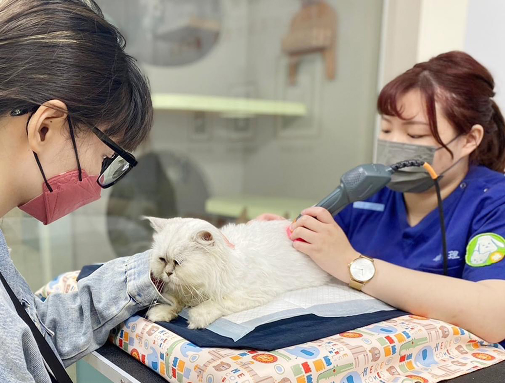 宏力動物醫院推行寵物長照，同步整合復健醫學。(圖片提供/宏力動物醫院)