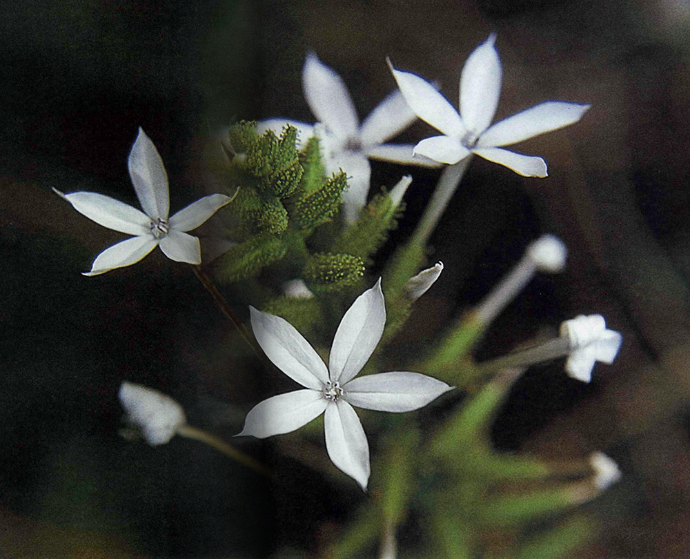 鳥面馬花。