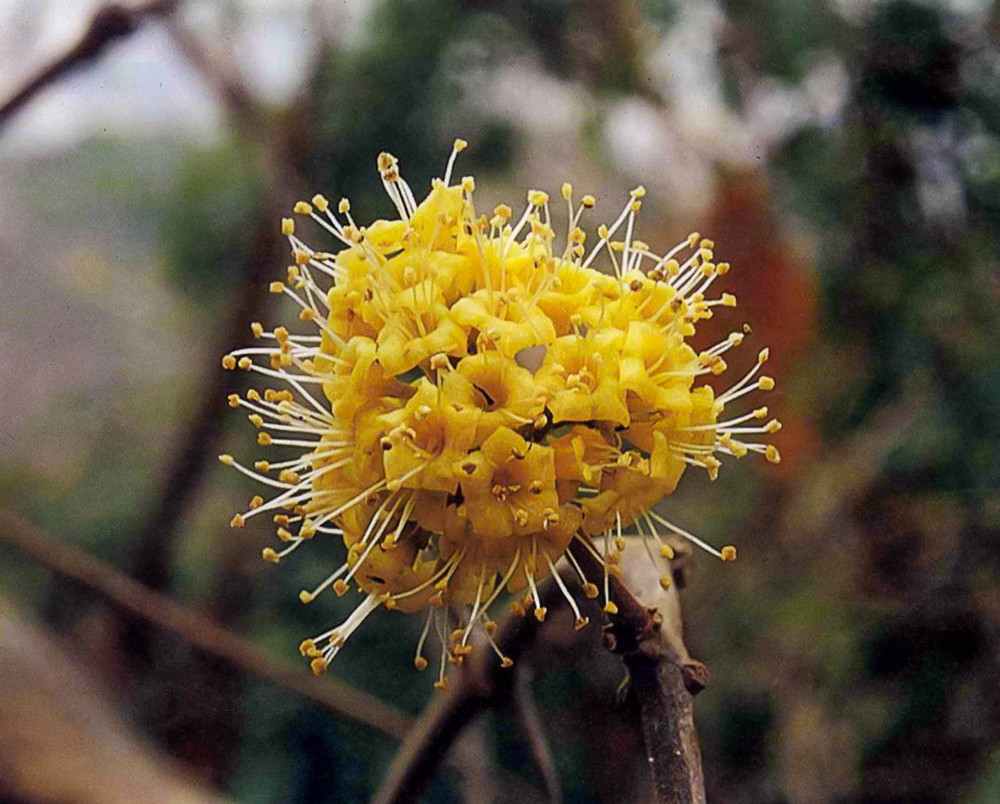 腺果藤花束。