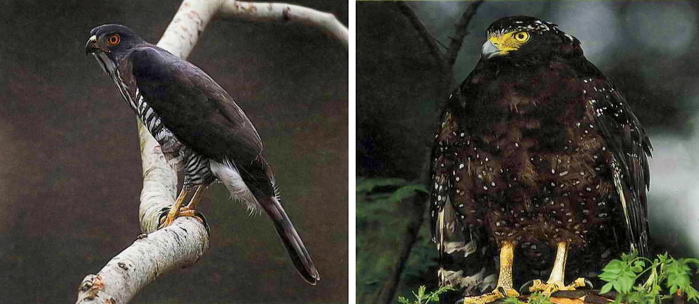 鳳頭蒼鷹(左：攝影/鄭信藏)、大冠鷲(右：攝影/蘇貴福)