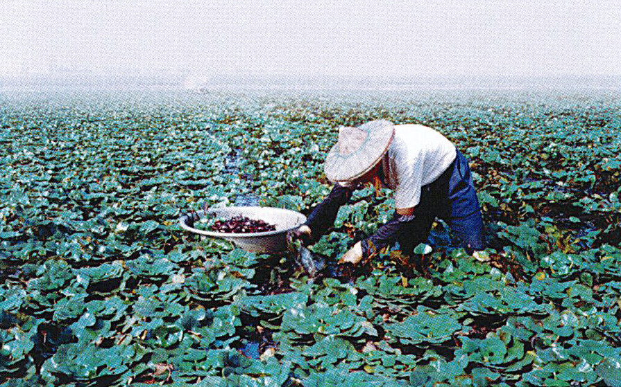 左營菱角田採收的狀況不再。(照片提供／串門文化)