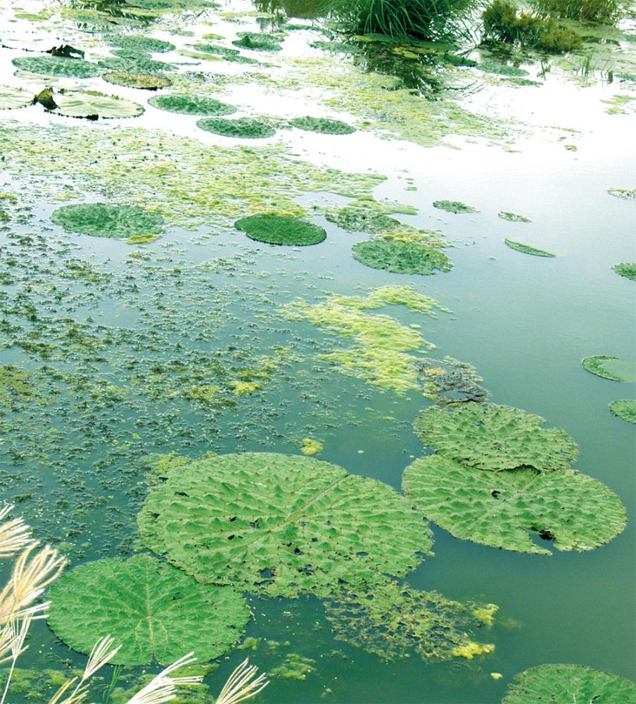 濕地的生態,包括陸地與水生植物,鳥類、蛙類、昆蟲類、魚類,數不盡的豐富多多采。