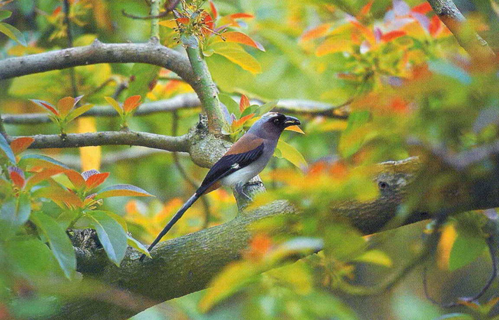 停留在樹枝上的樹鵲。照片提供/高雄市野鳥學會鳥友 李文化