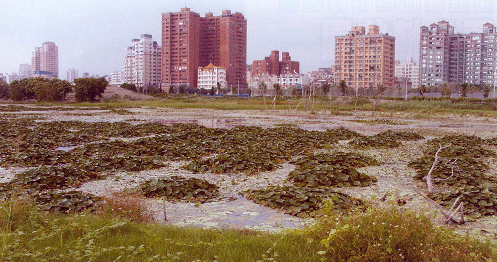 洲仔濕地建置一座符合生態的人工濕地,期待水雉的重返。