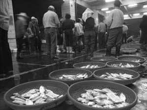旗津魚市場 旗津魚市場