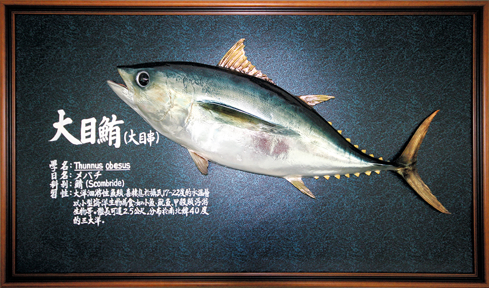 光鮮的鯖科大目鮪·是做沙西米的絕佳漁獲。