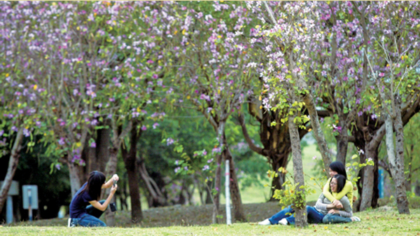 花樹繁盛的都會公園,讓人看了都心花怒放。(攝影 / 張忠義) 花樹繁盛的都會公園,讓人看了都心花怒放。(攝影 / 張忠義)