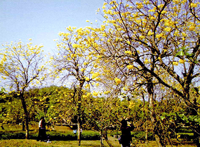 都會公園中的黃金風鈴木花海怒放(攝影 / 張忠義) 都會公園中的黃金風鈴木花海怒放(攝影 / 張忠義)