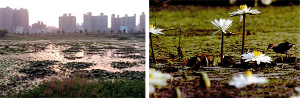 洲仔溼地是都市中難得一見的瑰寶。(左圖/張忠義攝) 洲仔溼地呈現多樣化濕地空間，有草澤、林澤、淺水與深水埤塘等。(右圖/張忠義攝)
