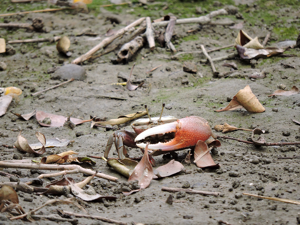 招潮蟹是紅樹林底下非常好的清道夫。