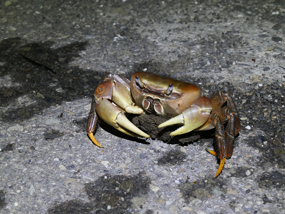 兇狠圓軸蟹抱卵雌蟹為了到海邊釋幼，趁天黑過馬路的生態奇景。
