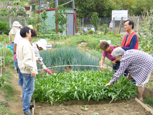 高雄市有三處銀髮農園，提供長輩享有田園之樂。（圖／高雄市政府社會局提供）