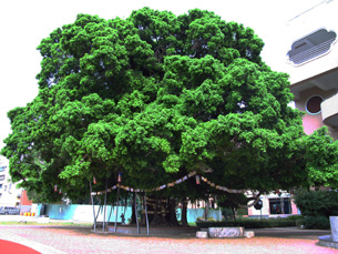 小樹跟著學校一同成長茁壯，時光荏苒，老樹枝葉繁茂生氣蓬勃。（圖／凌卓民攝）