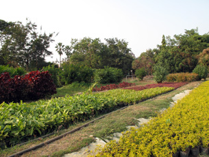 楠梓苗圃中所種植物都是市民常見熟悉的品種。（圖／凌卓民攝）