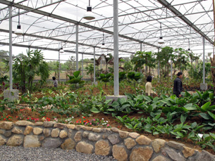 一般居家植物多具有清淨空氣、吸附灰塵功效，網室植栽區是認識它們的好地方。（圖／凌卓民攝）