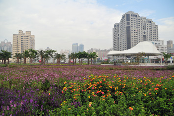 養工處於2009年底於高雄捷運凹子底站旁栽植大片花海。（圖／高雄市政府工務局養護工程處提供）