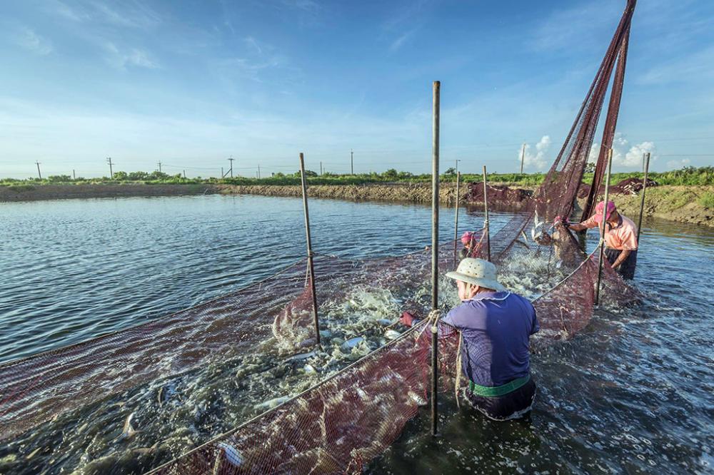捕撈虱目魚是高雄沿海魚塭的日常情景。