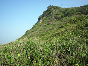 位於西海岸的柴山居高臨下，山腳下為大片山豬枷林。（圖／高雄市柴山會提供、鄭耀翔攝）