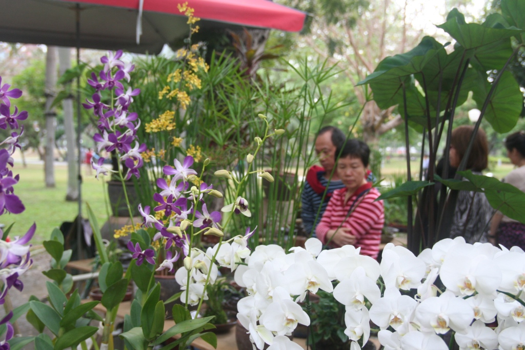 勞工公園假日花市中蘭花店家。（圖／陳宥榛攝）