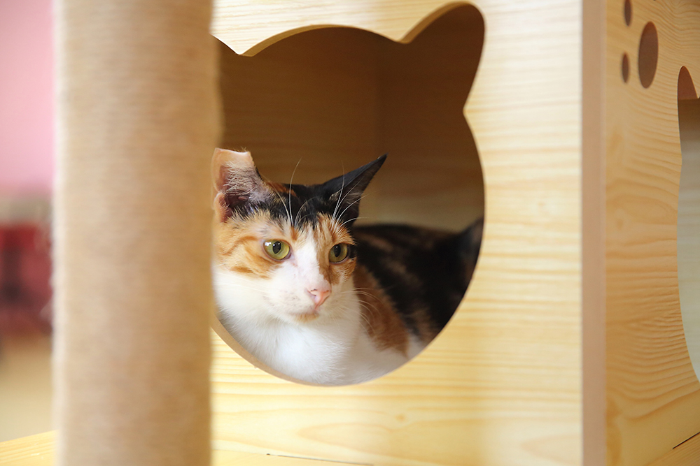因應貓咪喜愛躲藏的個性，店內也有箱子可以讓貓咪躲在裡頭。