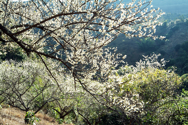 大高雄山區 迎春精彩遊