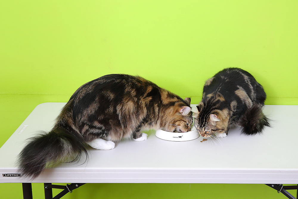 當家中有要有新成員時，建議用一個月的時間讓貓咪們慢慢接觸並靠近，可以用交換碗的方式來逐漸融入。