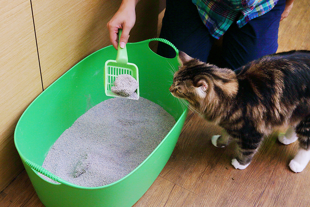 貓咪是很重視清潔度的動物，勤清貓砂是最基本的。