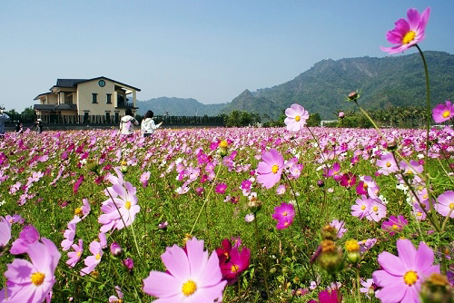 每年的美濃花海吸引大量遊客前往。(圖/非非攝)