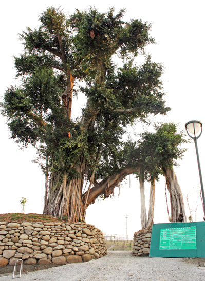 中都濕地公園保留原地老樹，也將其他工程中要被剷除的老樹移植到此。(圖/方昭禪攝)