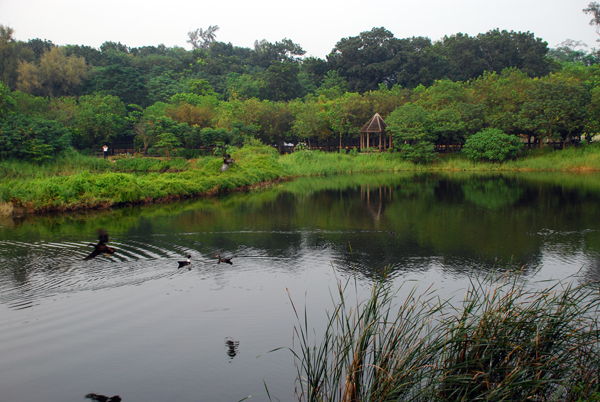 鳥松濕地生態豐富。(圖/高雄市野鳥學會提供)