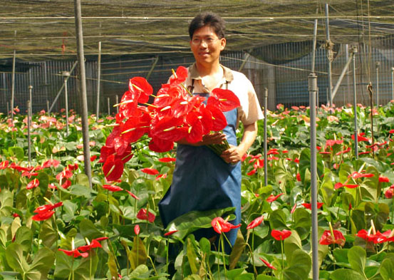 台灣火鶴花達人─林青山，透過先進技術拓展火鶴花的外銷市場。(圖/林青山攝)