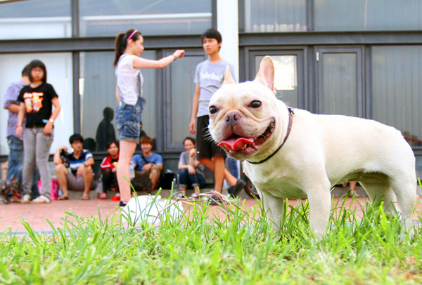 高雄法國鬥牛犬同好，每週日都會在新光碼頭聚集交流。(圖/蔡明余攝)