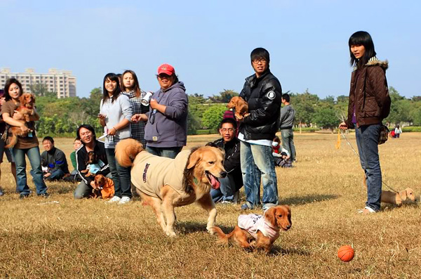 專屬於狗狗的運動會，在暖暖陽光下的高雄都會公園熱力開展。(圖/馬克攝)