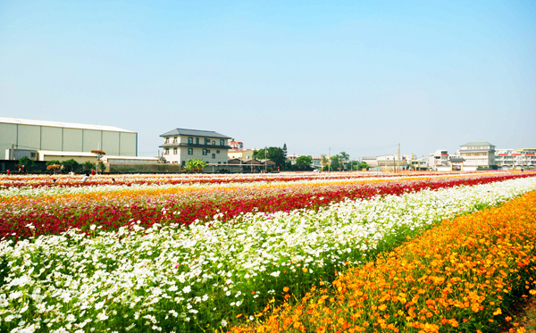 五顏六色的花朵搖曳生姿，為橋頭贏得綠色田園都市的美名。(圖/ James攝)