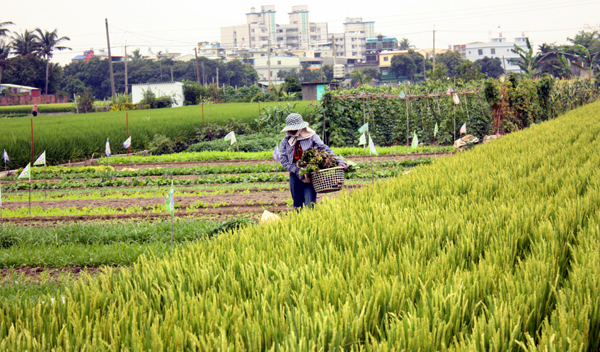 農業的力量帶著高雄不斷前進。(圖/安妮塔攝)