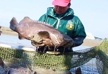 永安區以生產好品質的石斑魚聞名全台。(圖/盛洋提供)