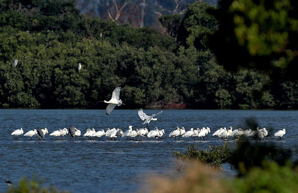 永安濕地已吸引約百種鳥類造訪，是保育類過境候鳥的中繼站。