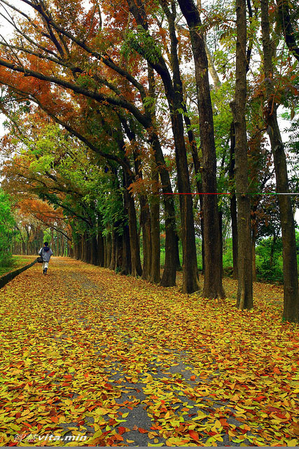 新威森林公園美麗的桃花心木大道，充滿浪漫異國情調。(圖/王坤煌 攝)