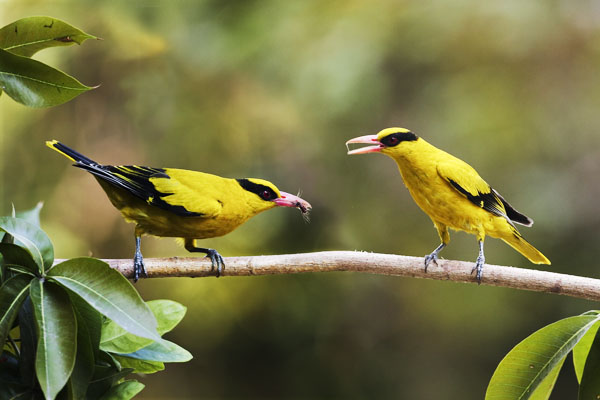 黃鸝鳥總是成雙成對出現。（圖／高雄市野鳥學會　提供）