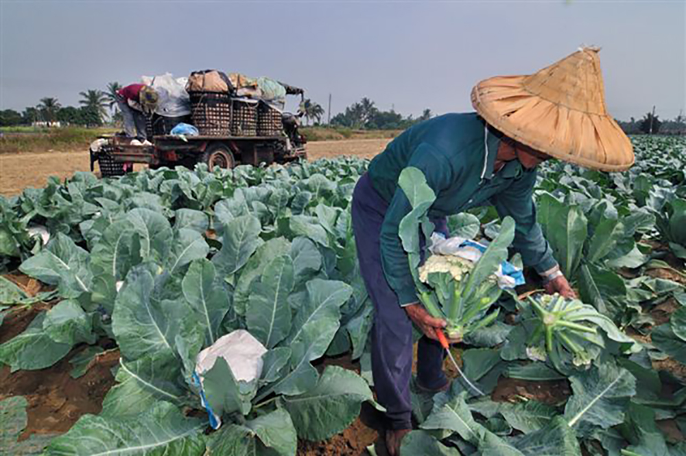 花椰菜採收期從每年十月至翌年二月，是冬天蔬菜的主角之一。