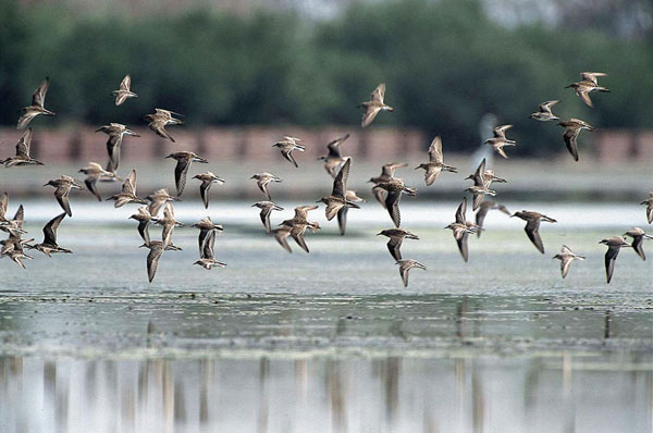 永安濕地擁有豐富的野鳥生態。（圖/高雄市野鳥學會提供）