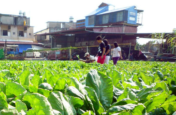 能夠享受自種自栽的田園農事，是許多都市人追求的夢想。(圖/Formosa Wandering 提供)