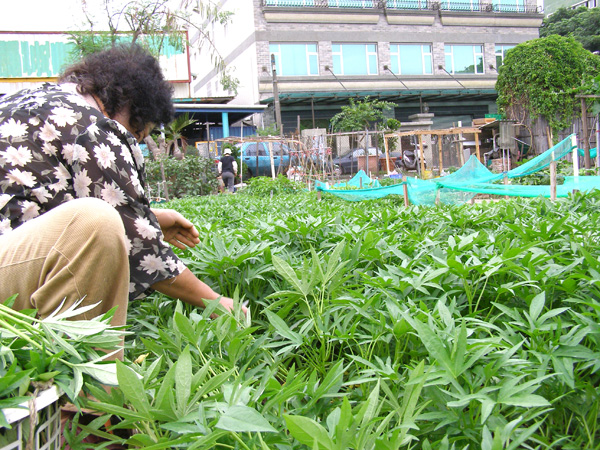 位在前鎮興仁國中旁的南區銀髮農園，吸引許多長輩爭相報名使用。(圖/洪崑哲 攝)