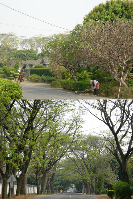 明德新村林蔭夾道，環境優雅。（圖/Mark 攝）