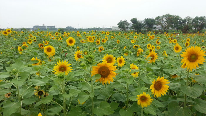 今年橋頭花海率先綻放，熱情洋溢的向日葵邀請民眾一同來賞花。（圖/馬千惠 提供）