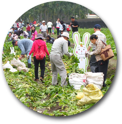 白玉蘿蔔採收時節股東們湧進美濃拔蘿蔔。（圖∕美濃區農會 提供） 