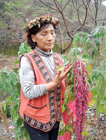 紅藜是原住民釀造小米酒時的添加物。（圖∕徐世雄 攝）