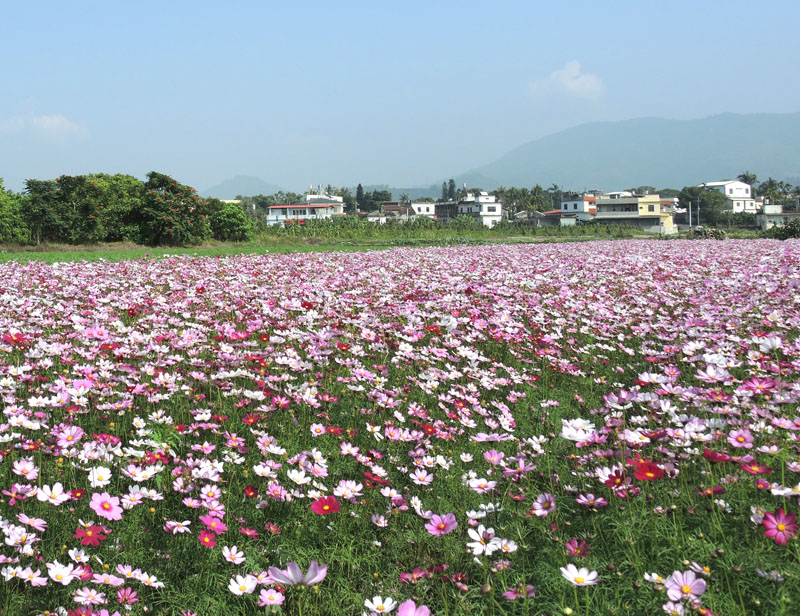 高雄後花園  徜徉杉林之美